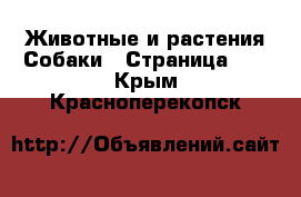 Животные и растения Собаки - Страница 11 . Крым,Красноперекопск